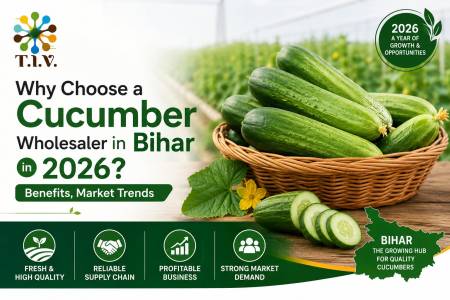 Why Choose a Cucumber Wholesaler in Bihar in 2026 Benefits Market Trends