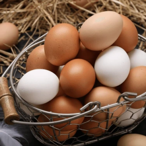 Brown Eggs Suppliers in Patna