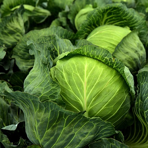 Cabbage Suppliers in Patna Cabbage Suppliers in Patna