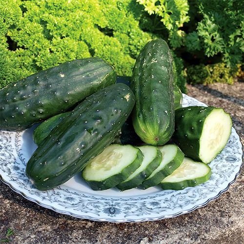 Cucumber Suppliers in Patna Cucumber Suppliers in Patna