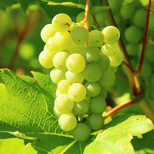 Grape Suppliers in Patna Grape Suppliers in Patna