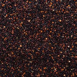 Mustard Seeds Suppliers in Patna
