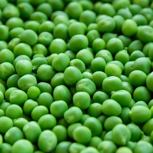 Peas Suppliers in Patna Peas Suppliers in Patna