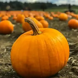 Pumpkin Suppliers in Patna