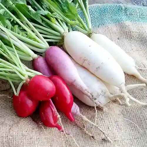 Radish Suppliers in Patna Radish Suppliers in Patna