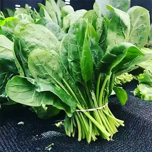 Spinach Suppliers in Patna Spinach Suppliers in Patna
