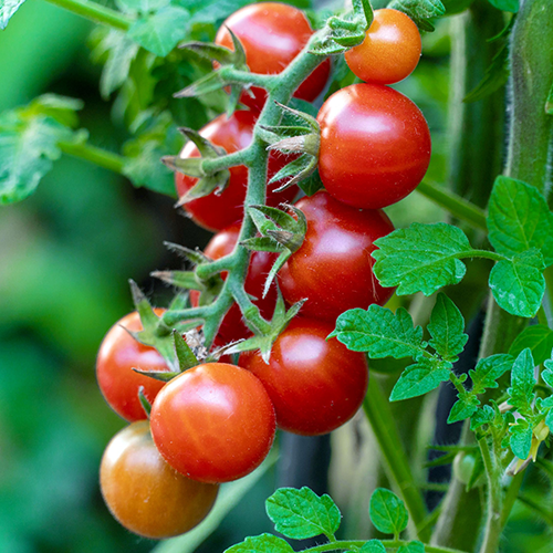 Tomato Suppliers in Patna Tomato Suppliers in Patna