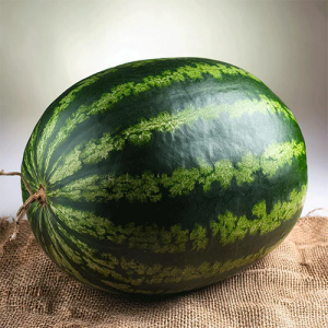 Watermelon Suppliers in Patna
