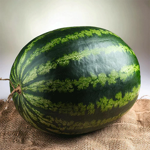 Watermelon Suppliers in Patna Watermelon Suppliers in Patna