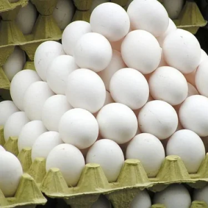 White Eggs Suppliers in Patna